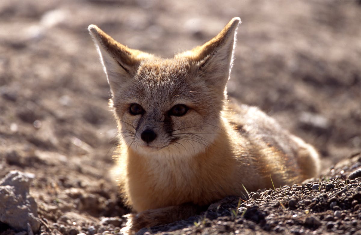 The Kit Fox lives in the deserts of the American Southwest. They commonly grow to 3-6 pounds and can reach speeds up to 40 MPH.