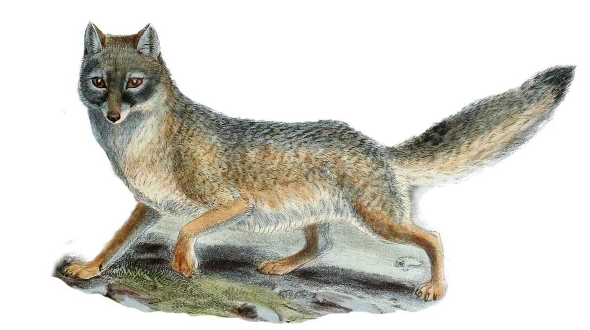 The Kit Fox is one of the fastest animals in the deserts of the American Southwest, and is the Arroyo mascot